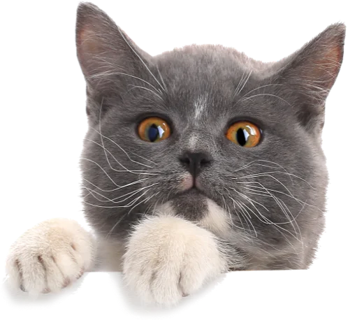 Anasayfa 1 iStock 1143440918