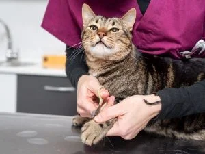 Anasayfa 14 kedilerin-tirnagi-nasil-kesilir